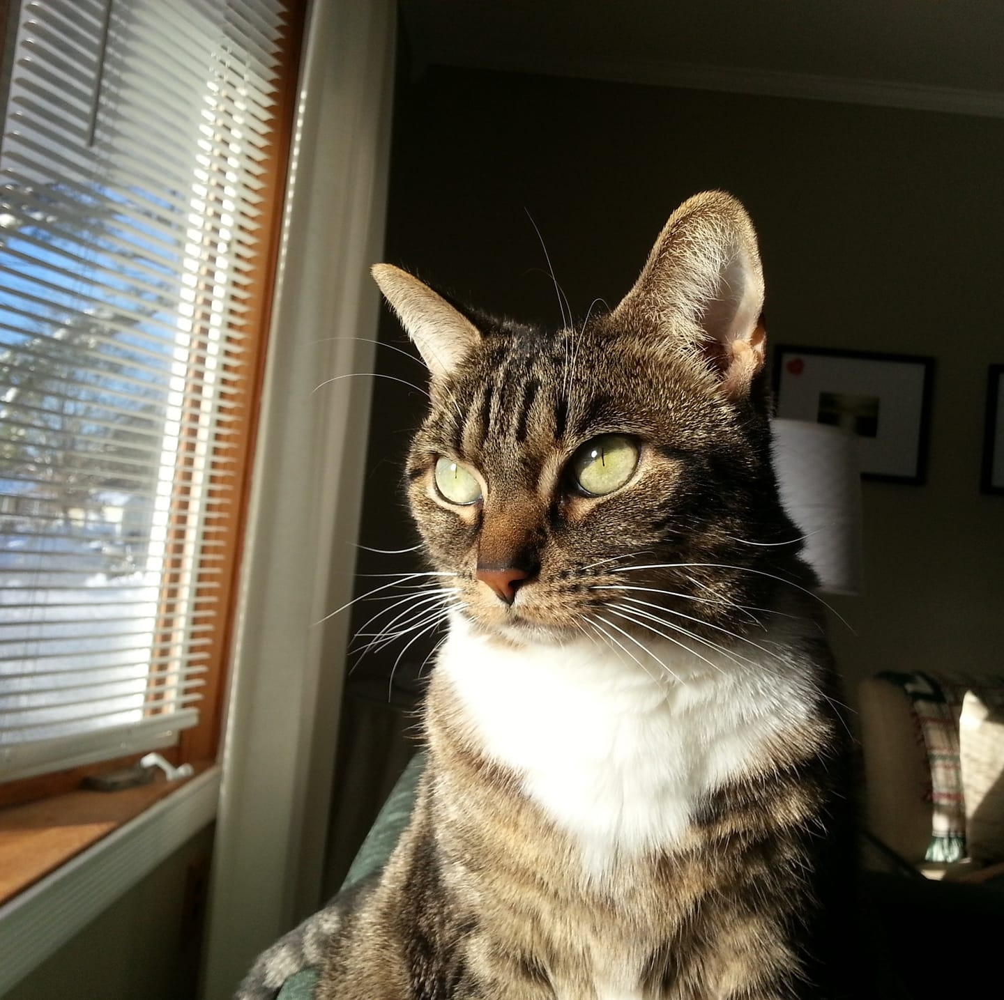 Cat sitting in sunlight by a window
