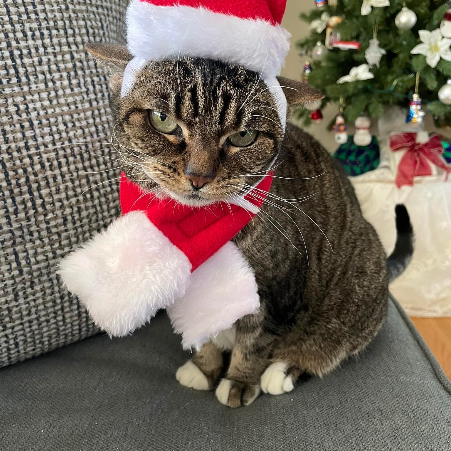 Cat wearing a holiday outfit beside a decorated tree