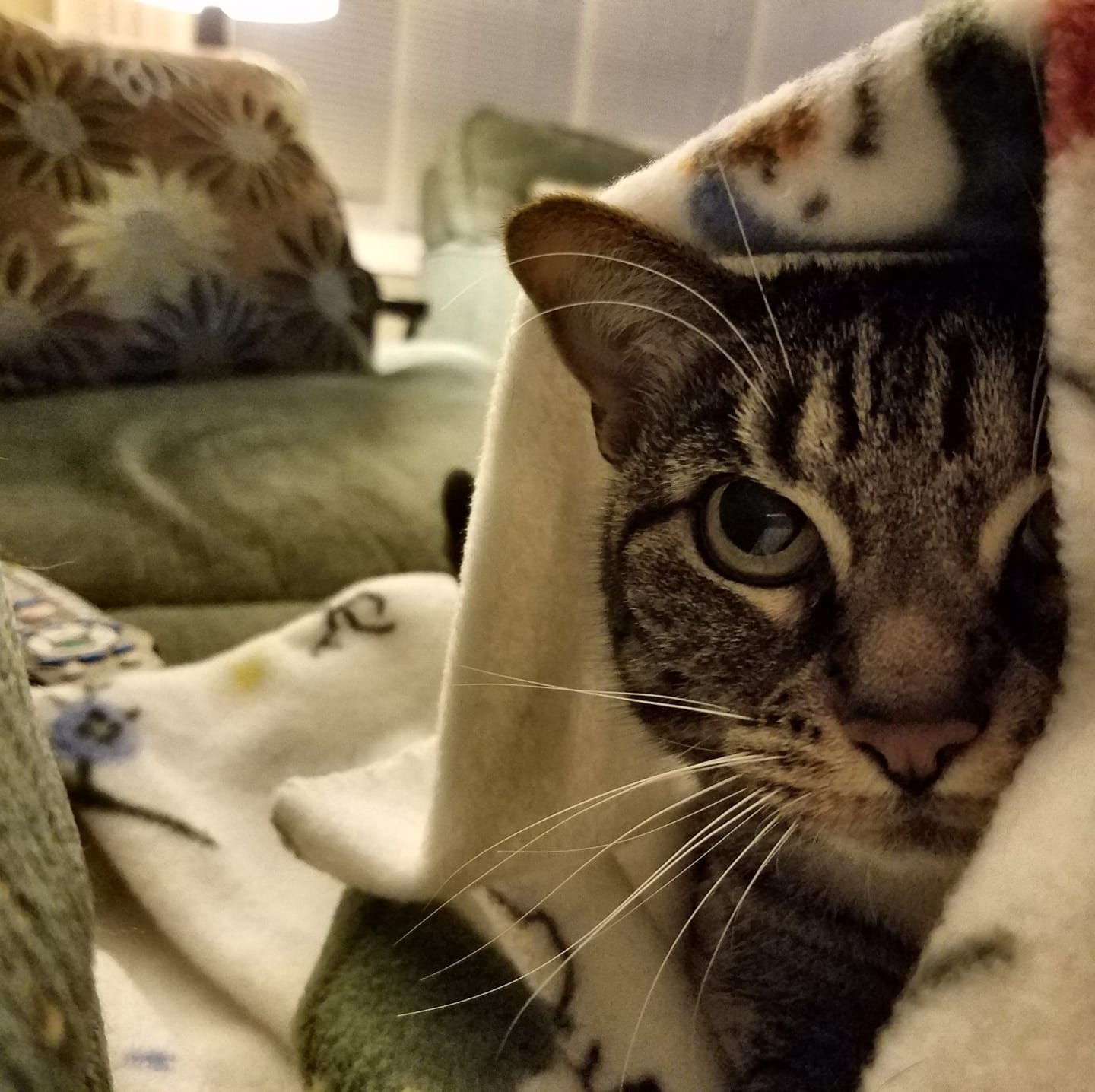 Cat tucked under a blanket indoors